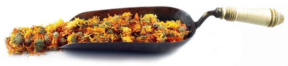 Trowel full of dried calendula blossoms