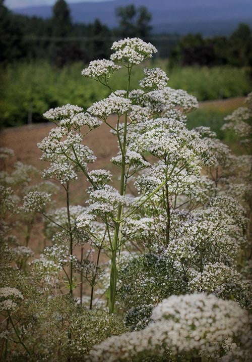 Queen Anne's Lace