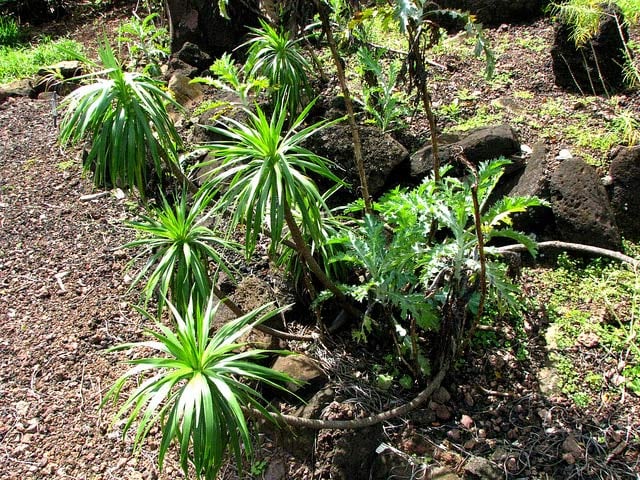 Native Plants are Becoming Endangered Species Too! - Endangered Dwarf Iliau