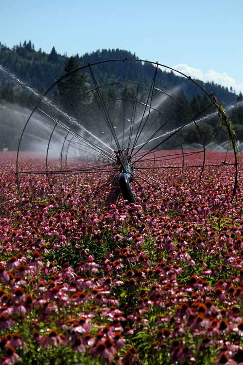 Organic Echinacea Farm - Mountain Rose Herbs