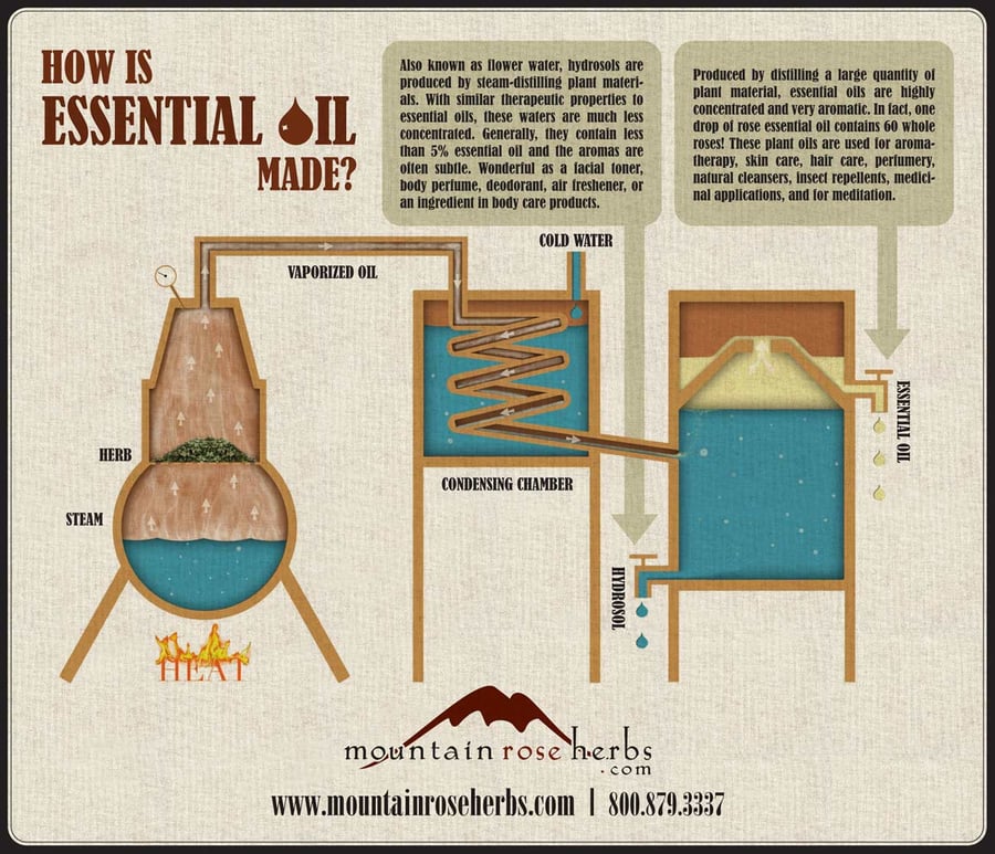 How Essential Oils Are Made Infographic