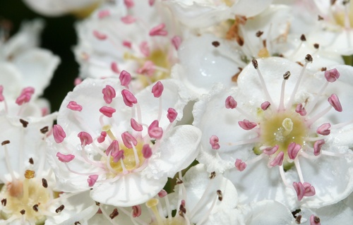 White hawthorn blossoms in bloom
