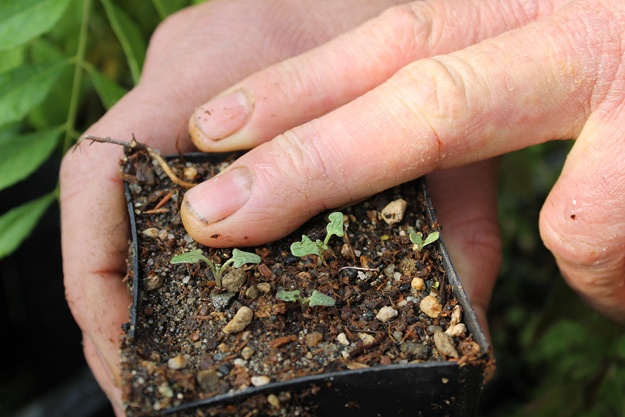 Seed sprouts in dirt in small start container