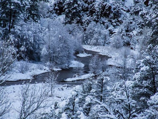 Forest Winter Scene