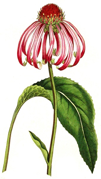 Illustration of echinacea 