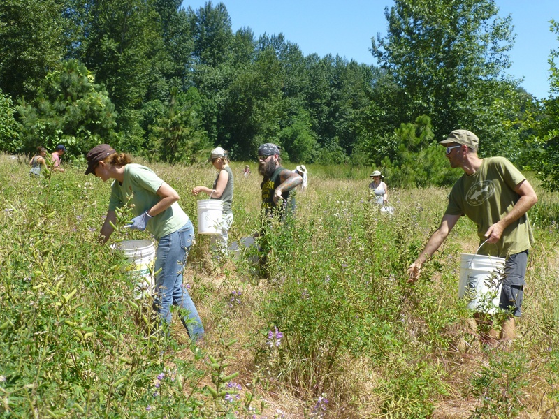 lupine-seed-gathering-P1090771