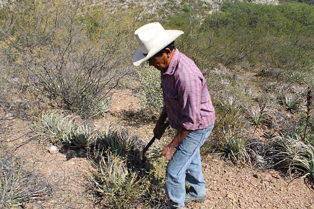 Plant Stories: Harvesting Damiana in Mexico