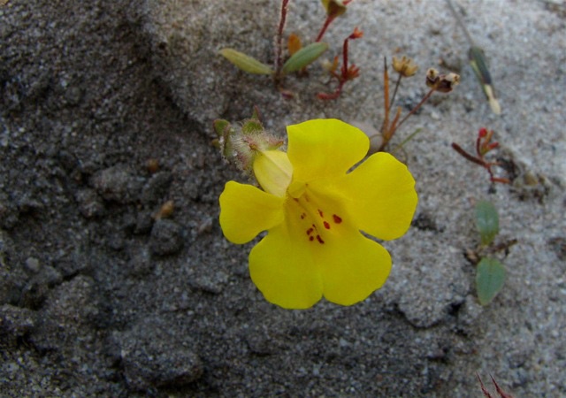 Native Plants are Becoming Endangered Species Too! - Endangered Monkey Flower