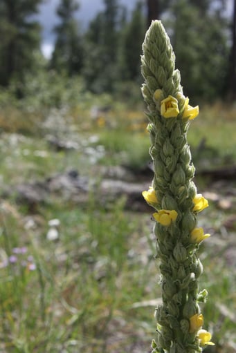 mullein