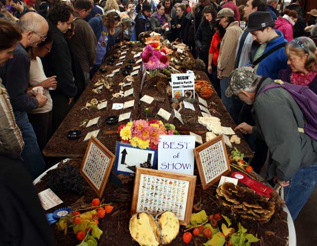 Fun at the Mushroom Festival!
