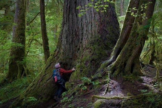 old-growth-tree