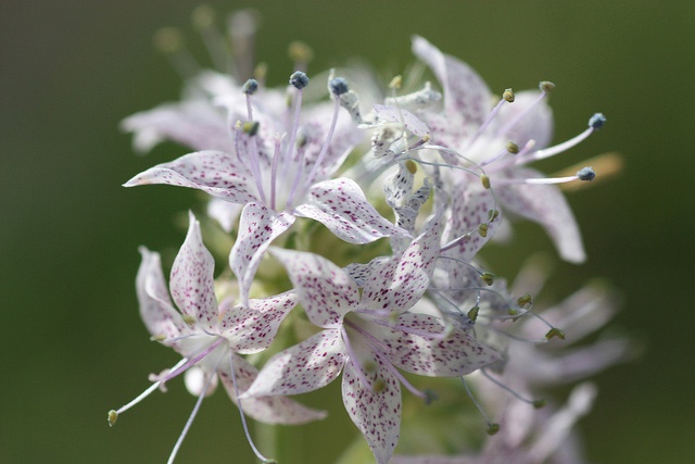 Native Plants are Becoming Endangered Species Too! - Endangered Pagosa Skyrocket