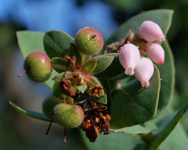 Native Plants are Becoming Endangered Species Too - Endangered Pallid Manzanita