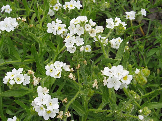 Native Plants are Becoming Endangered Species Too! - Popcorn-flower