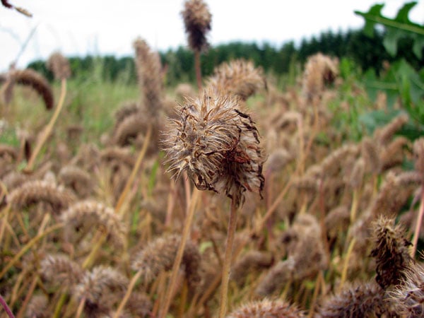 red clover seed