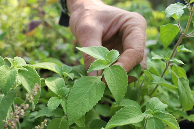 Horizon Seeds Farm Visit