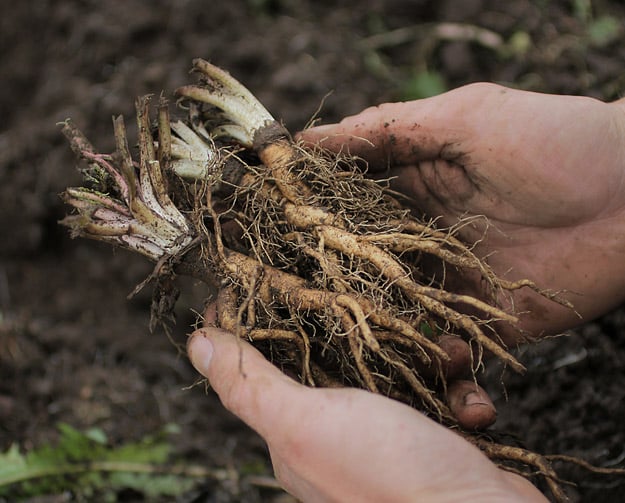 Root Harvest - Mountain Rose Herbs