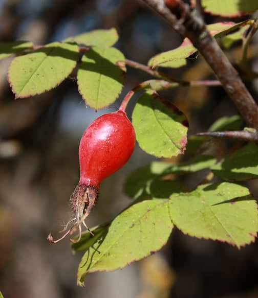 rosehips2