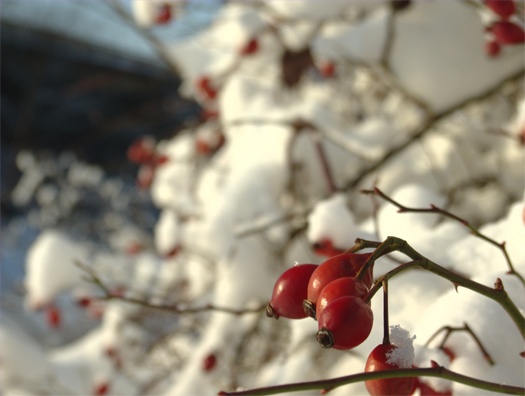 rosehipsnow