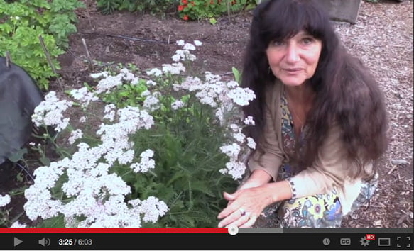 Video: Rosemary Gladstar's Garden Wisdoms - Yarrow