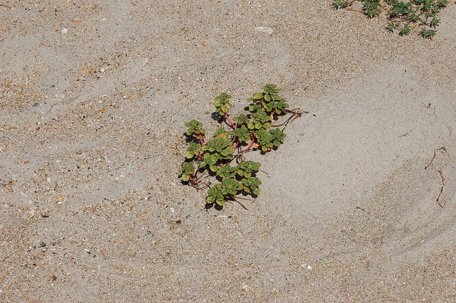 Native Plants are Becoming Endangered Species Too! - Endangered Sea Beach Amaranth