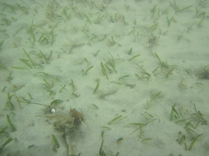Native Plants are Becoming Endangered Species Too! - Endangered Sea Grass