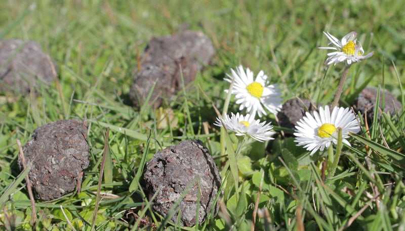 Seed Bombs in Grass