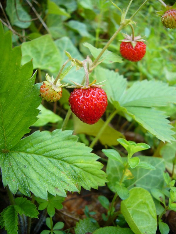 Strawberry Leaf Tea