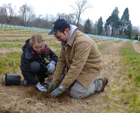 treeplanting3