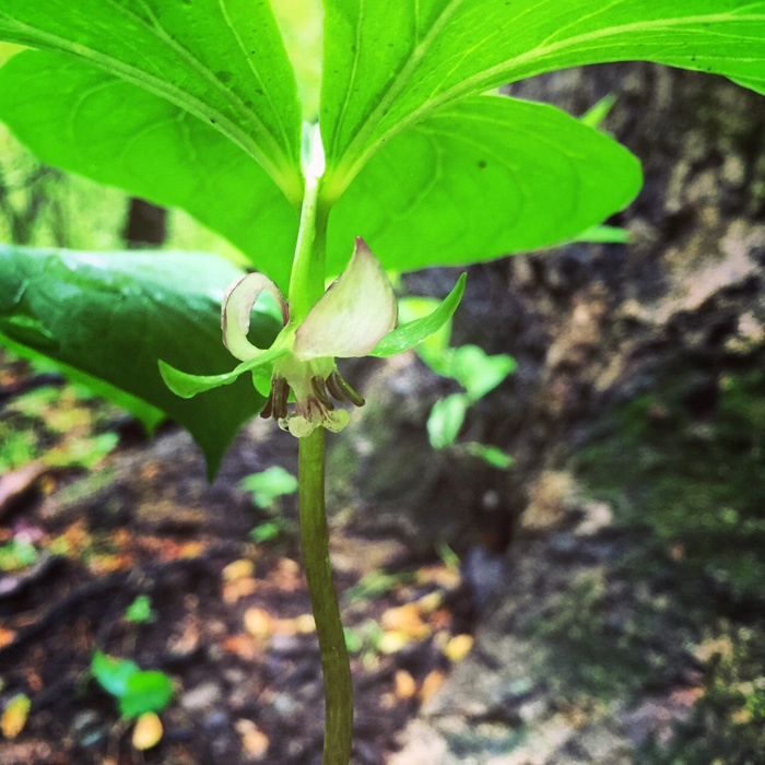 trillium