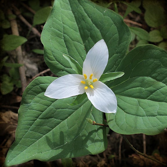 Mountain Rose Herbs adopted the trillium flower.