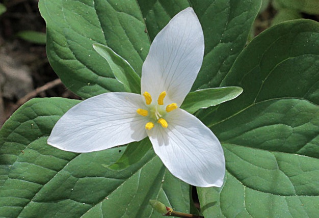 Herb Stories: Protecting Our Trilliums