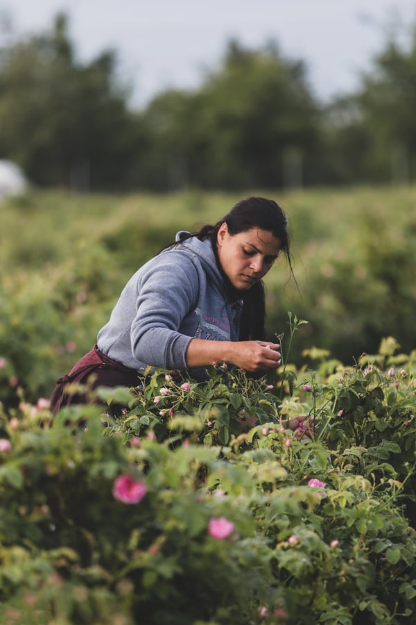 Woman harvesting rose flowers from a field. 