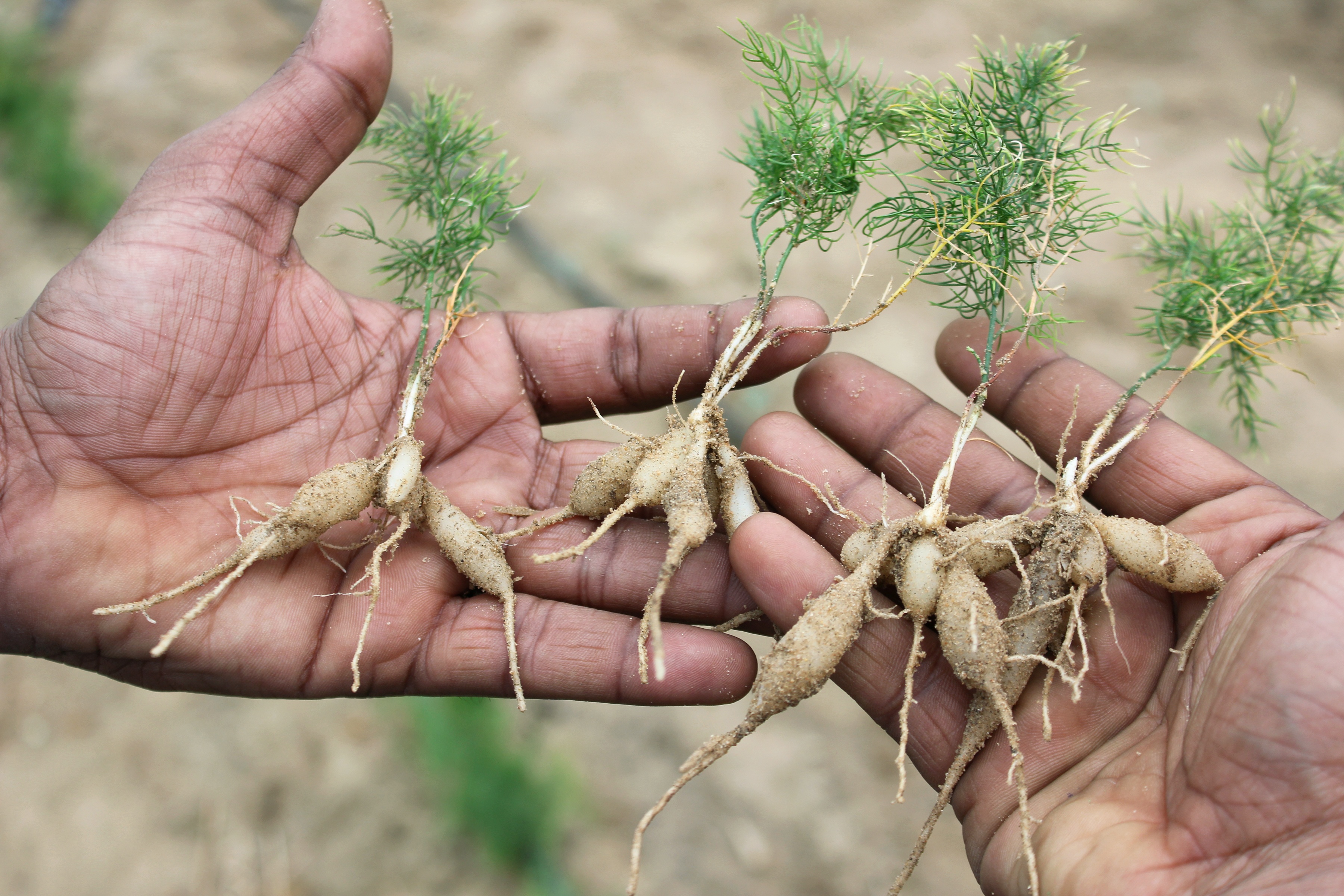 Young organic shatavari seedlings being transplanted in Rajasthan for a special cultivation project