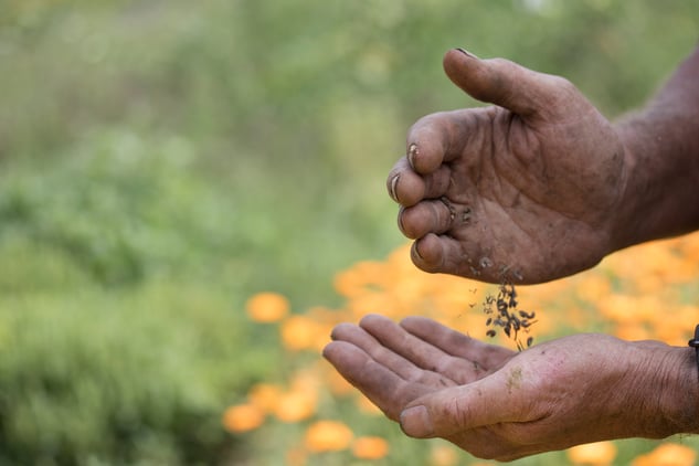 Richo Cech handling Calendula Seeds With Calendula Blurred In Background