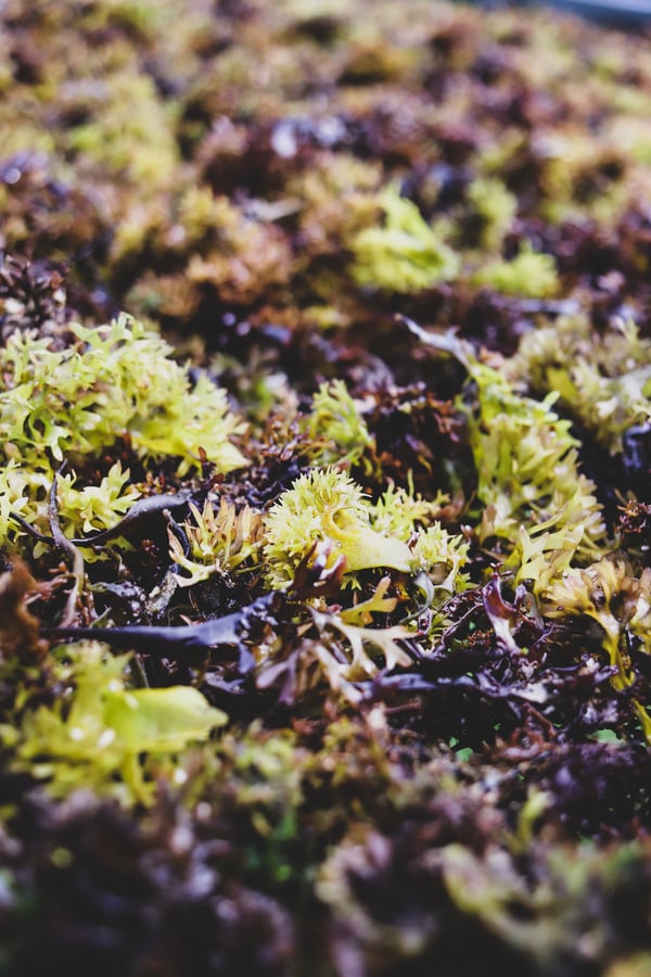 Green and purple fresh seaweed up close. 