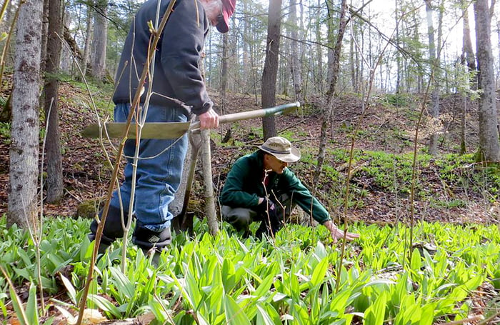 Men talking about plants in the forest. 