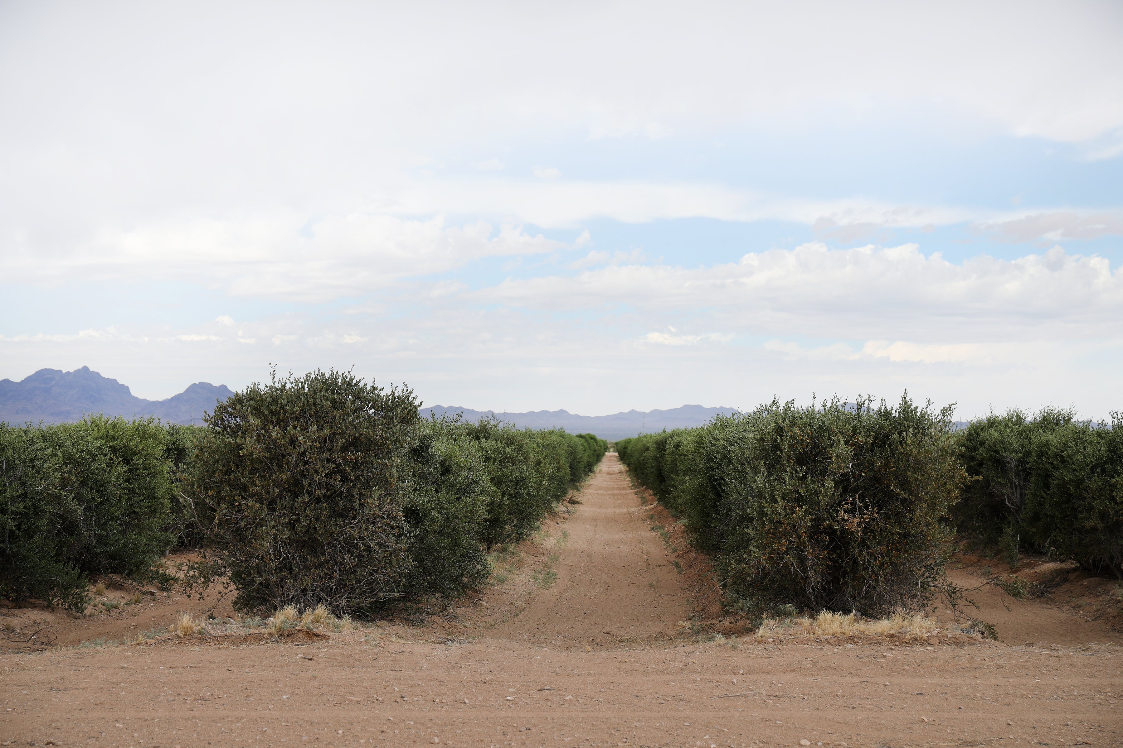 Rows of lush jojoba shrubs line the dusty desert landscape of Arizona ready to be harvested for their fruits to be turned into pure jojoba oil. 