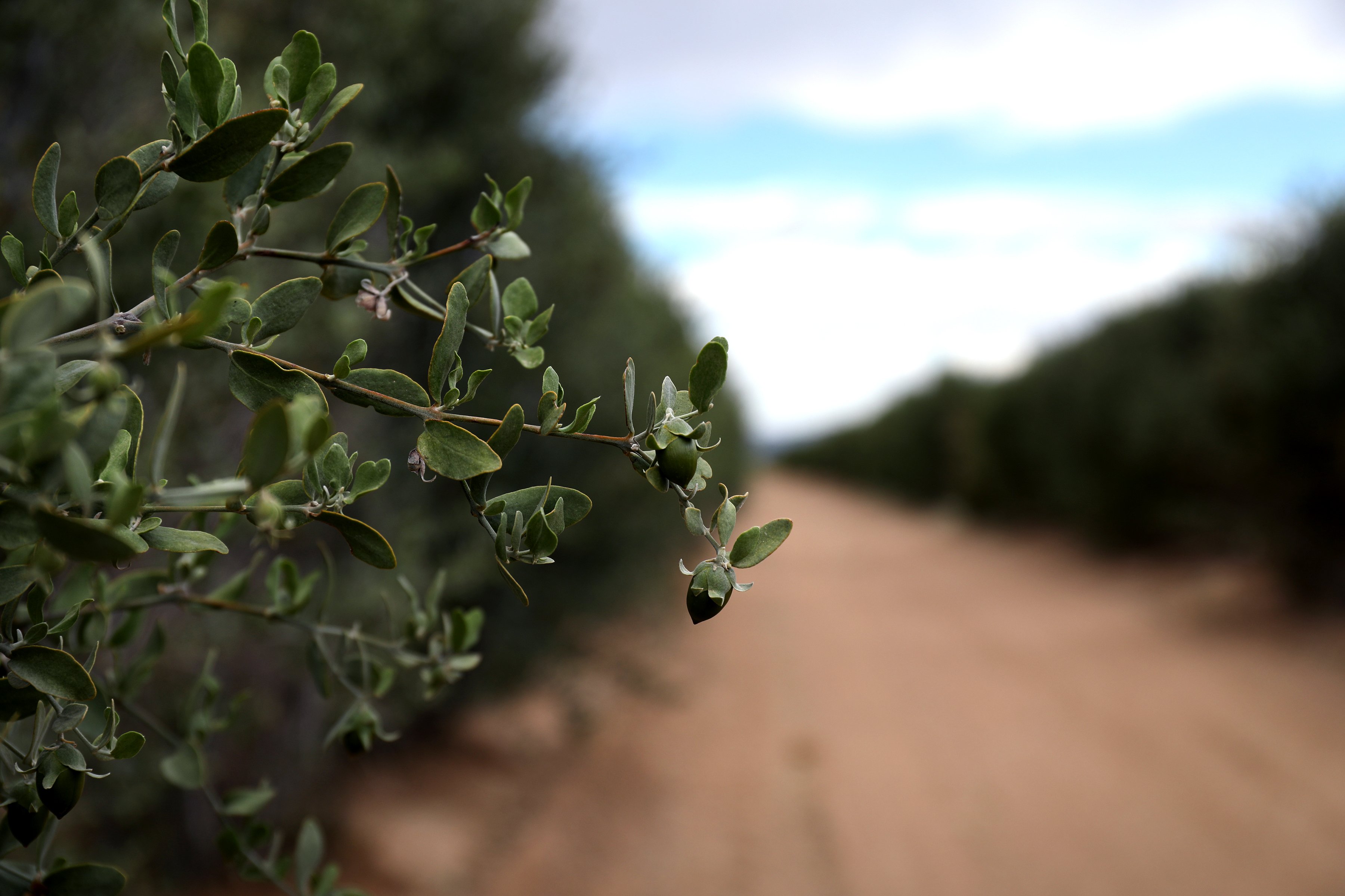 The young leaves of a jojoba shrub jut out into the crop row under the hot Arizona sun. 