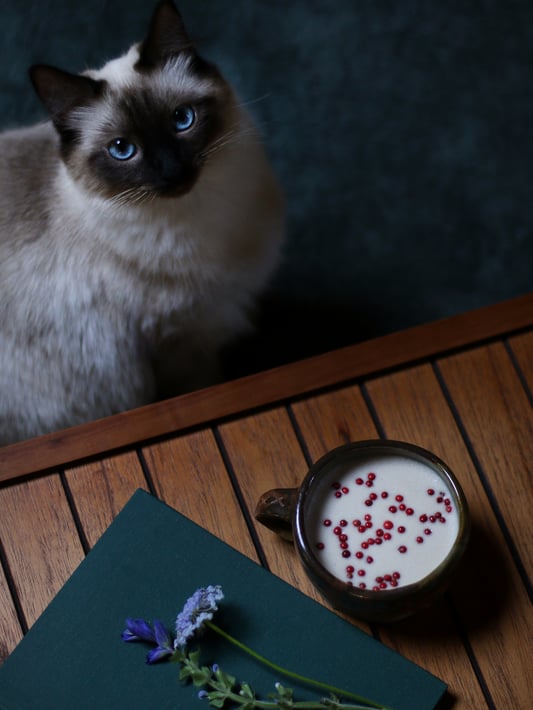 Adaptogen moon milk drink for nighttime relaxation. A mug of warm milk or milk alternative infused with herb for relaxation and garnished with pink peppercorns. Portrait of a Himalayan cat with blue eyes. 