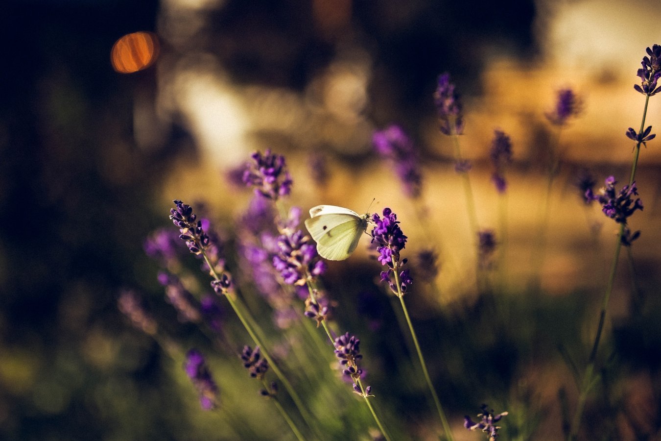 A small white moth perched on lavender flowers at sunset.