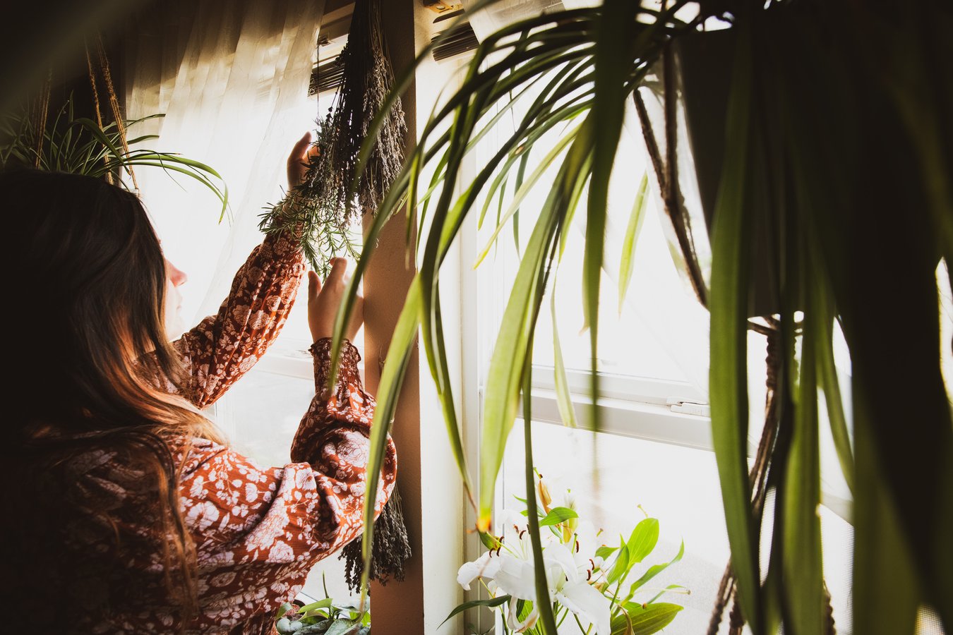 A woman in a red patterned dress hangs a bundle of freshly cut rosemary up in the window to dry.