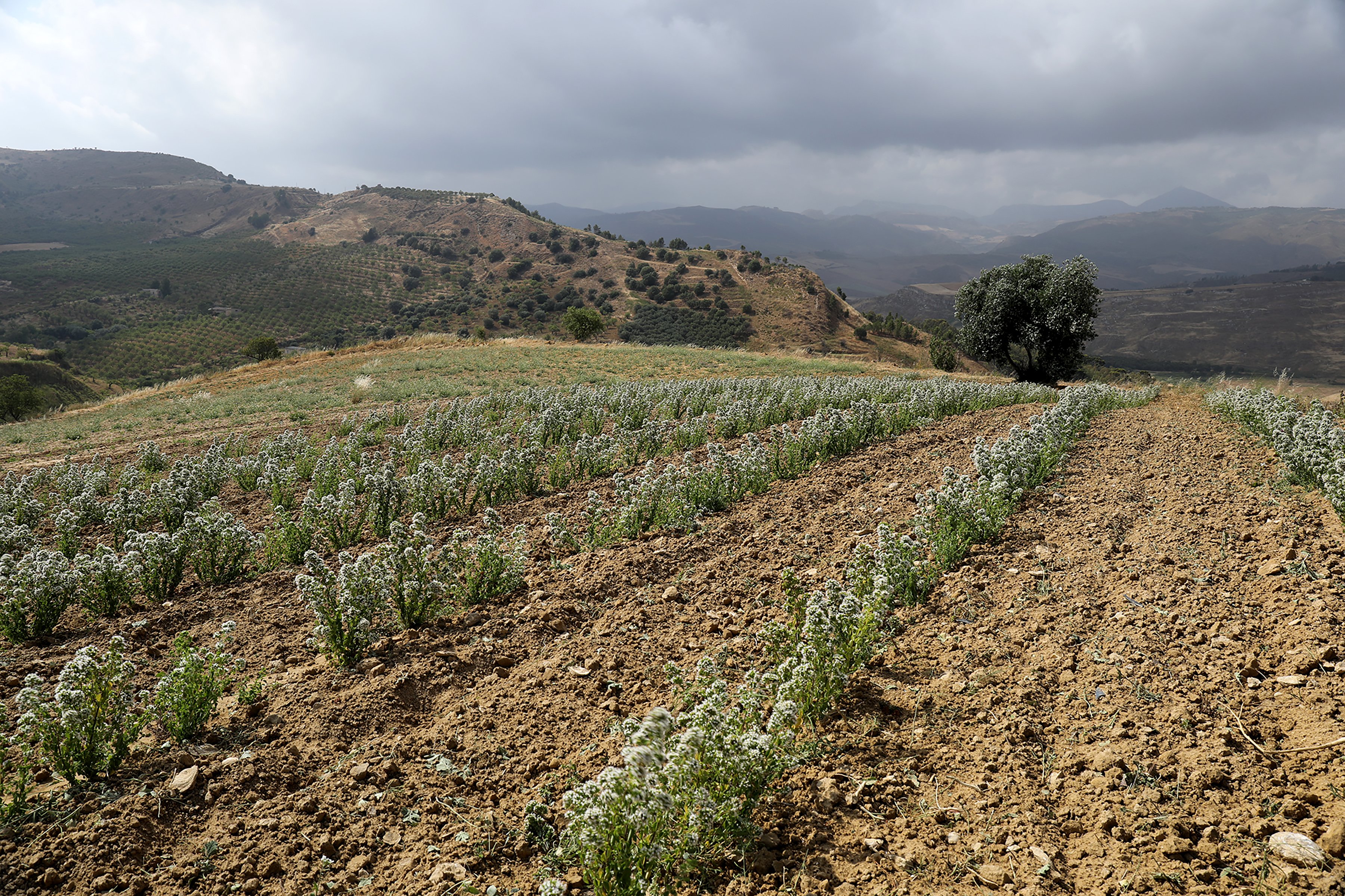Rows of flowering oregano ride the curve of a hillside in Sicily. With looming gray clouds and tree-speckled brown hills in the background. 