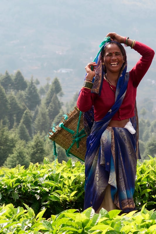 Indian woman in the tea fields picking black tea and laughing