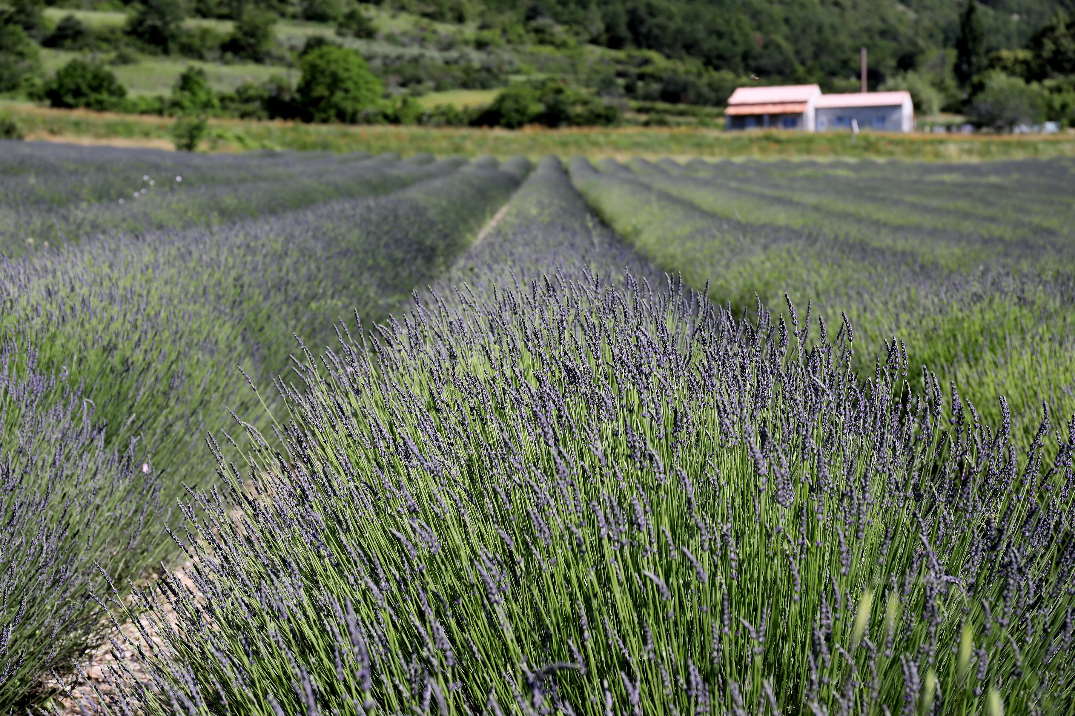 English lavender flowers are blooming in the hills of Italy with their vibrant, purple petals. Rows of organic lavender are ripe for making essential oil and for drying. 