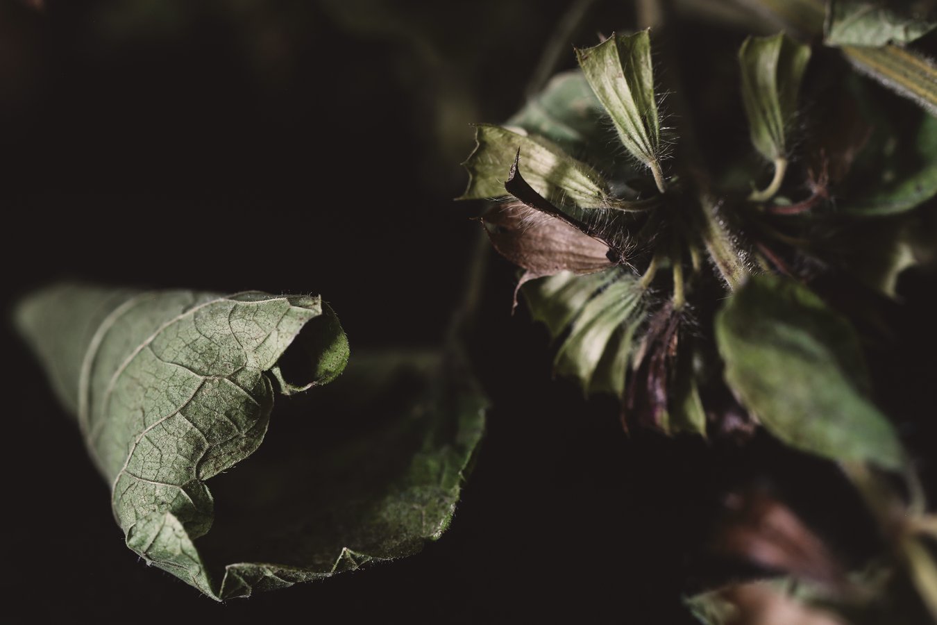 A close look at a dried lemon balm leaf