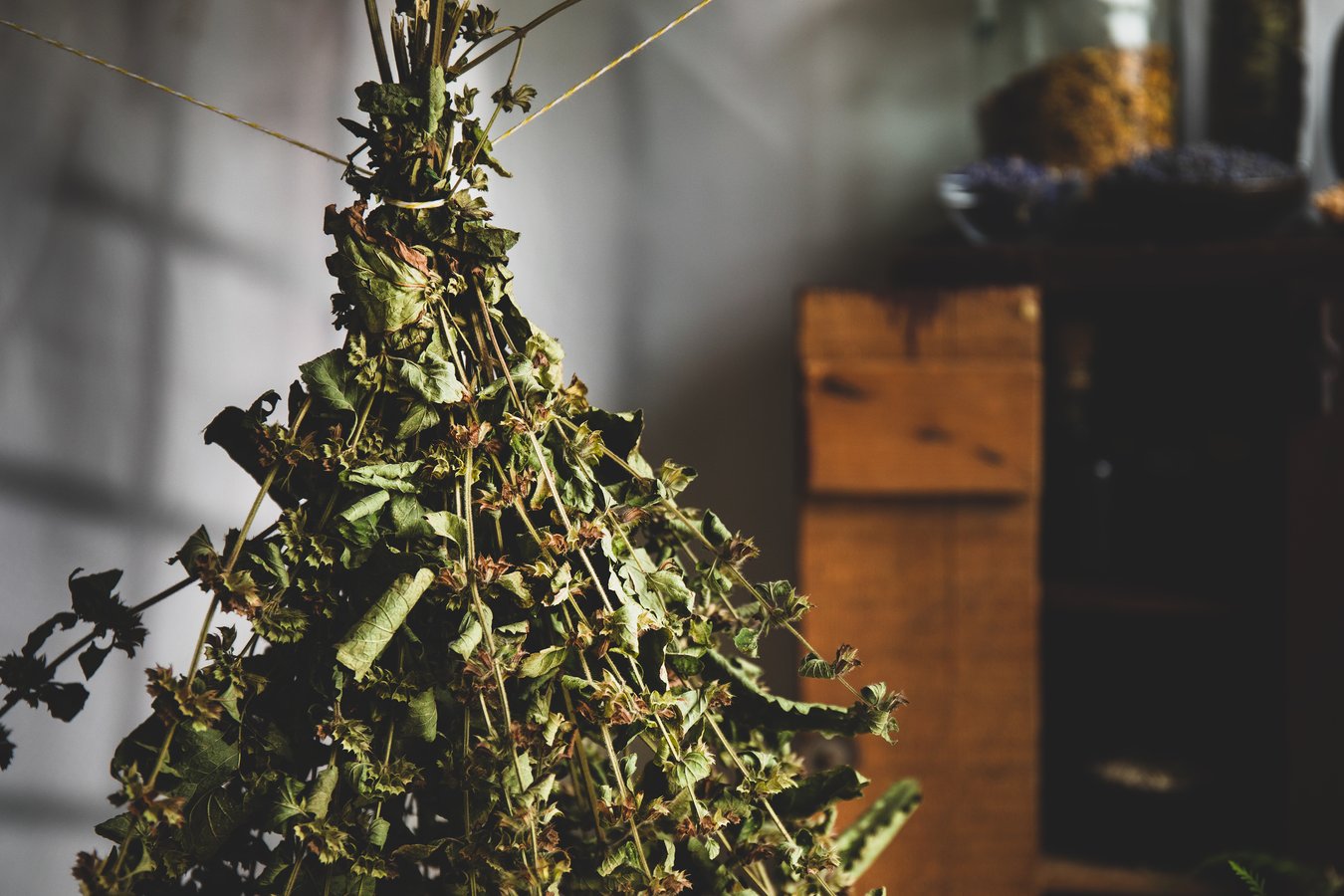 Recently picked lemon balm hangs to dry.