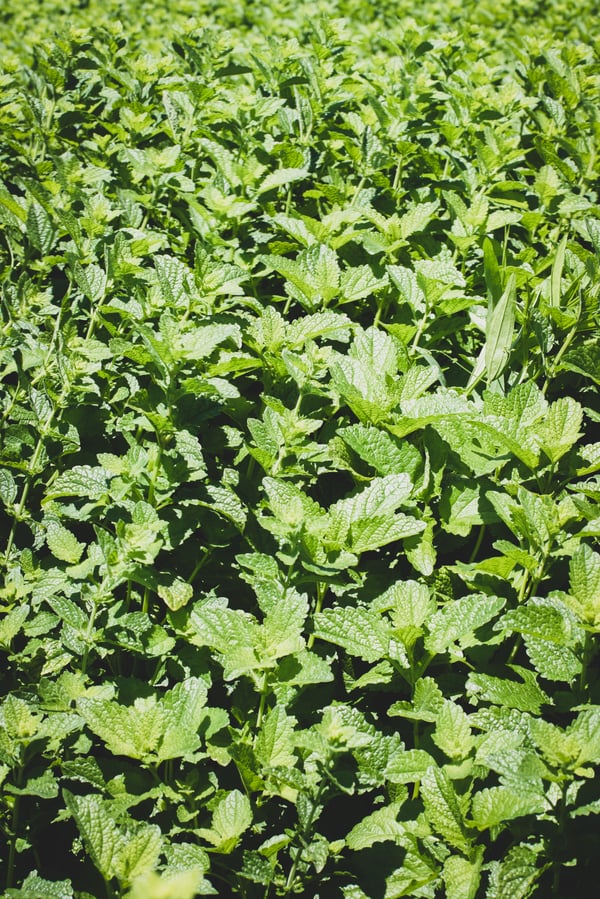 Lucious, green lemon balm glistens in the sun.