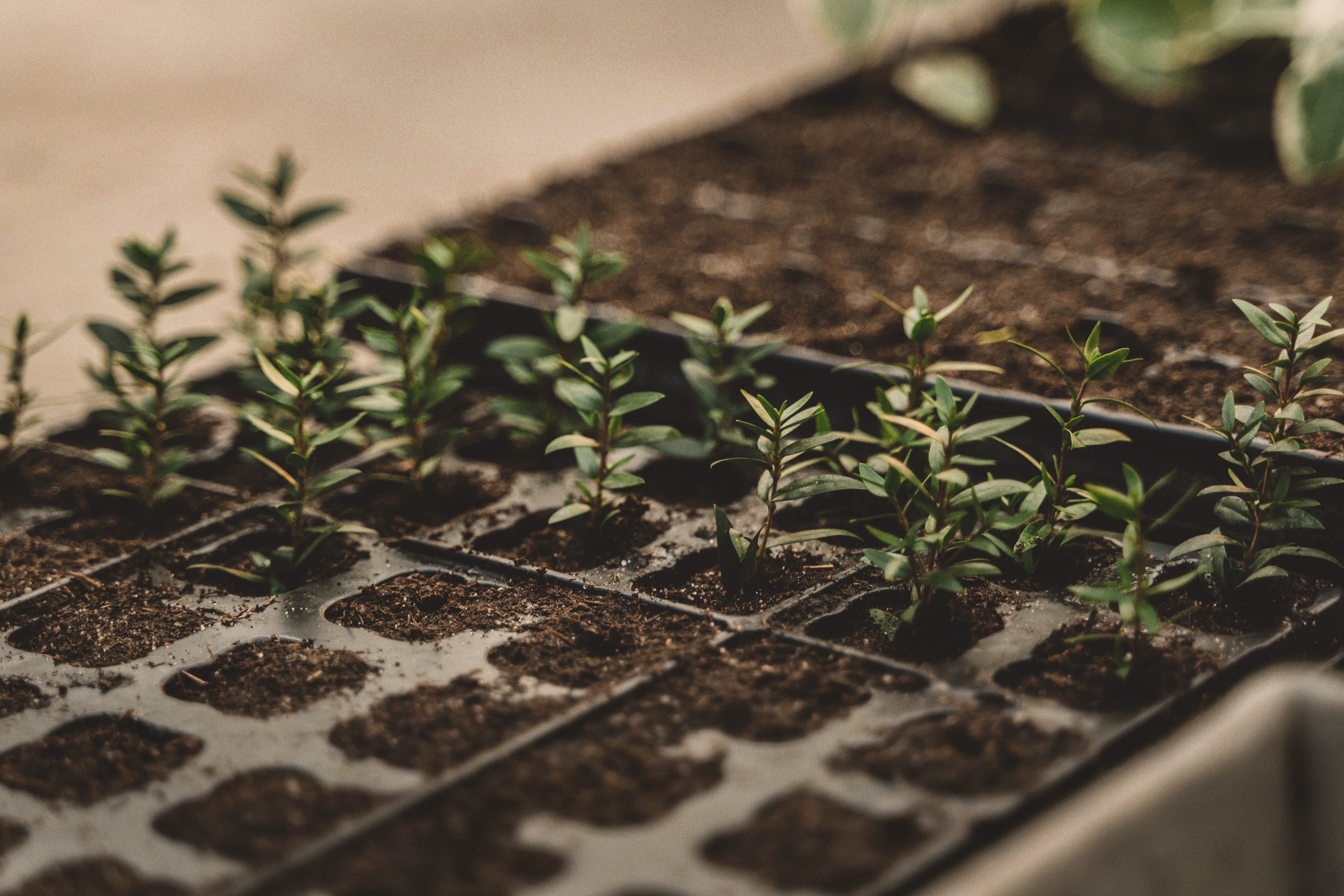 Baby plants sprouting in seedling tray. 