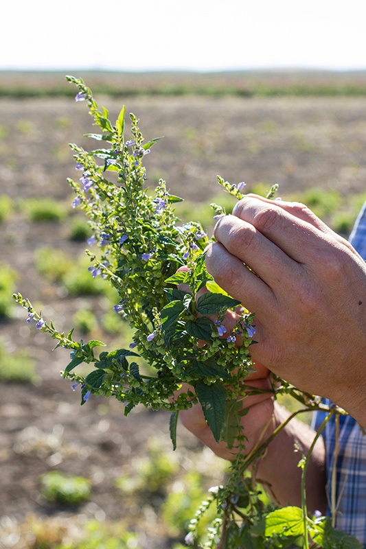 Hand harvesting skullcap 